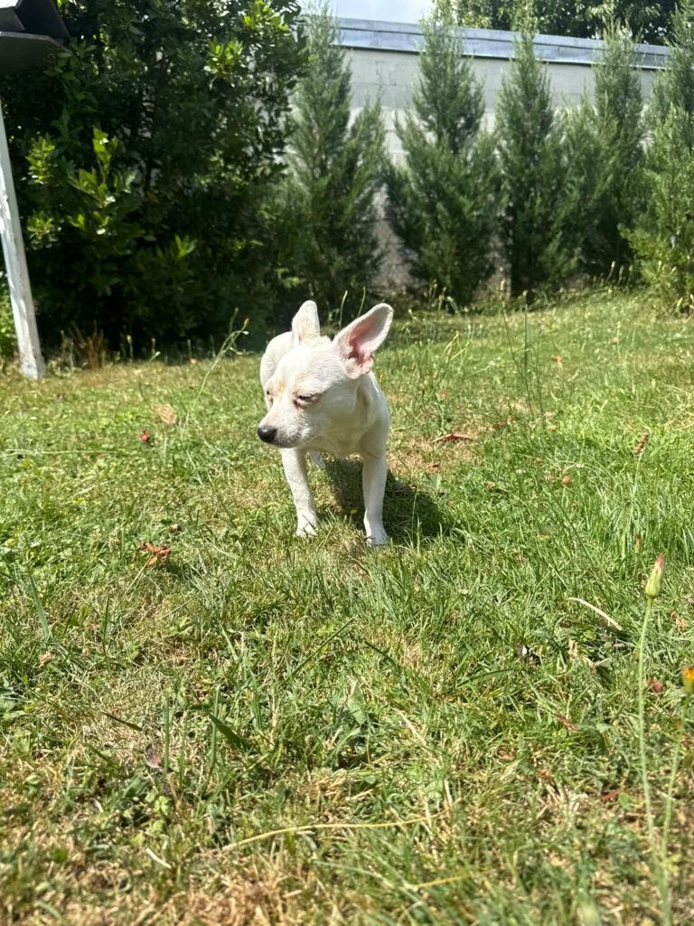 Bianca